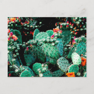 Cactus Briefkaart