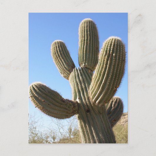 Cactus Briefkaart (Voorkant)