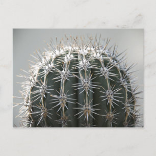 Cactus Briefkaart