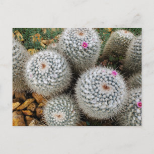 Cactus Briefkaart