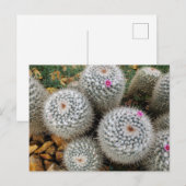 Cactus Briefkaart (Voorkant / Achterkant)
