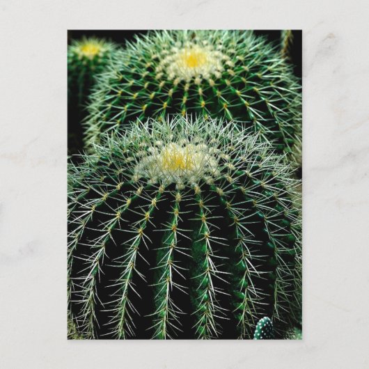 Cactus Briefkaart (Voorkant)