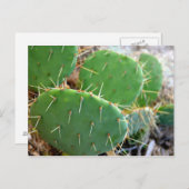 Cactus Briefkaart (Voorkant / Achterkant)
