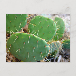Cactus Briefkaart
