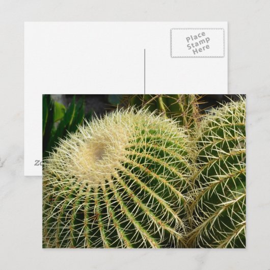 Cactus Briefkaart (Voorkant / Achterkant)