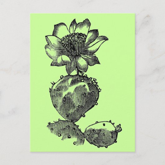 Cactus Briefkaart (Voorkant)