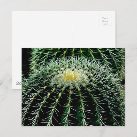 Cactus Briefkaart (Voorkant / Achterkant)