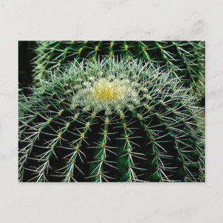 Cactus Briefkaart
