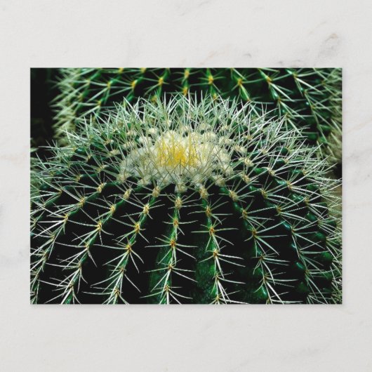 Cactus Briefkaart (Voorkant)