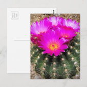 Cactus: Briefkaart (Voorkant / Achterkant)