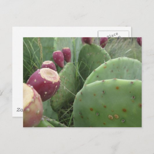 Cactus Briefkaart (Voorkant / Achterkant)