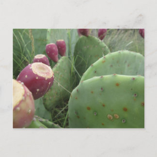 Cactus Briefkaart