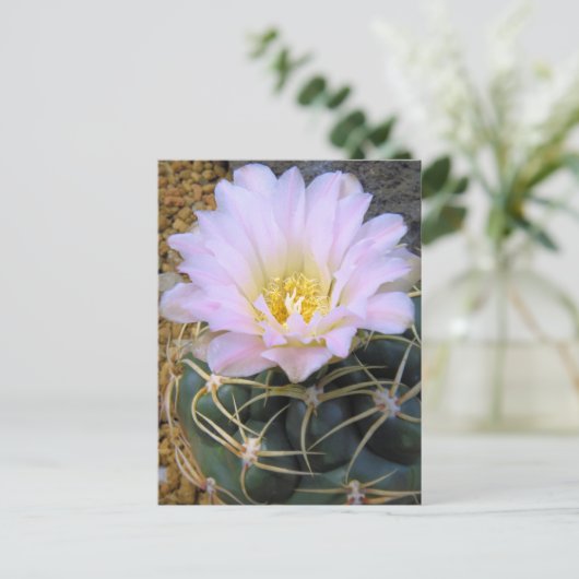 Cactus:Briefkaart Briefkaart (Staand voorkant)