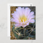 Cactus:Briefkaart Briefkaart (Voorkant / Achterkant)