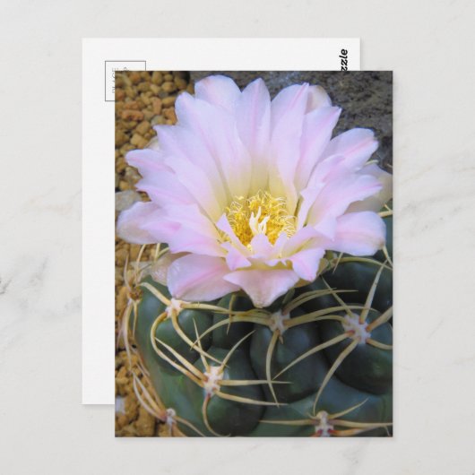 Cactus:Briefkaart Briefkaart (Voorkant / Achterkant)