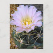 Cactus:Briefkaart Briefkaart (Voorkant)