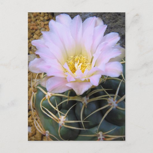 Cactus:Briefkaart Briefkaart (Voorkant)