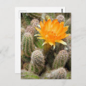 Cactus:Briefkaart Briefkaart (Voorkant / Achterkant)