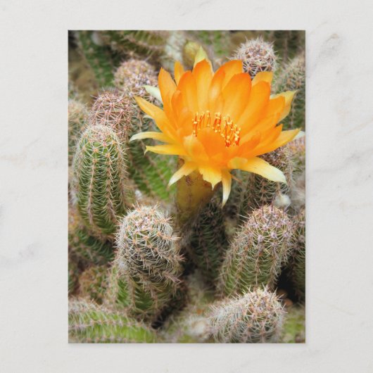 Cactus:Briefkaart Briefkaart (Voorkant)