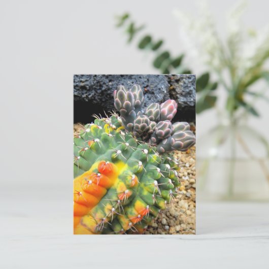 Cactus:Briefkaart Briefkaart (Staand voorkant)