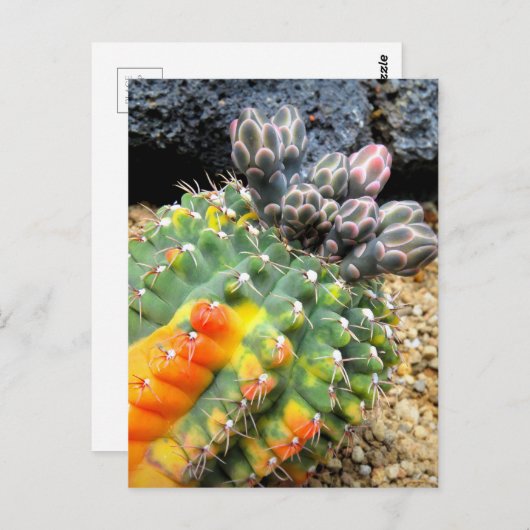 Cactus:Briefkaart Briefkaart (Voorkant / Achterkant)