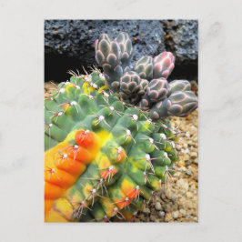 Cactus:Briefkaart Briefkaart