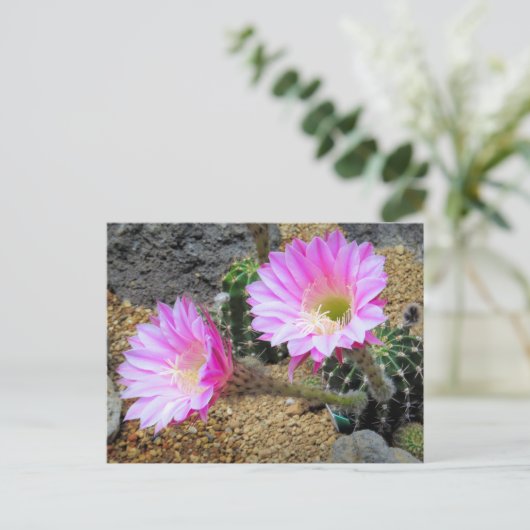 Cactus:Briefkaart Briefkaart (Staand voorkant)