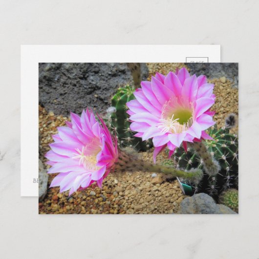 Cactus:Briefkaart Briefkaart (Voorkant / Achterkant)