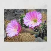 Cactus:Briefkaart Briefkaart (Voorkant)