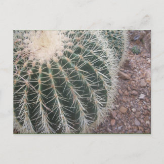 Cactus Briefkaarten