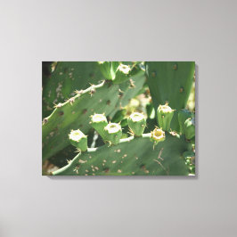 Cactus Canvas Afdruk