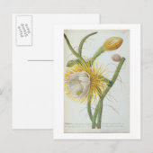 Cactus: Cereus, van Trew's 'Plantae Selectae' 175 Briefkaart (Voorkant / Achterkant)