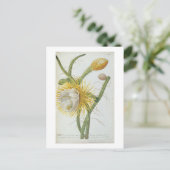Cactus: Cereus, van Trew's 'Plantae Selectae' 175 Briefkaart (Staand voorkant)