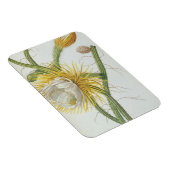 Cactus: Cereus, van Trew's 'Plantae Selectae' 175 Magneet (Rechterzijde)