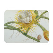 Cactus: Cereus, van Trew's 'Plantae Selectae' 175 Magneet (Horizontaal)