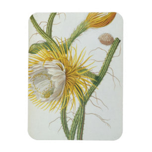 Cactus: Cereus, van Trew's 'Plantae Selectae' 175 Magneet
