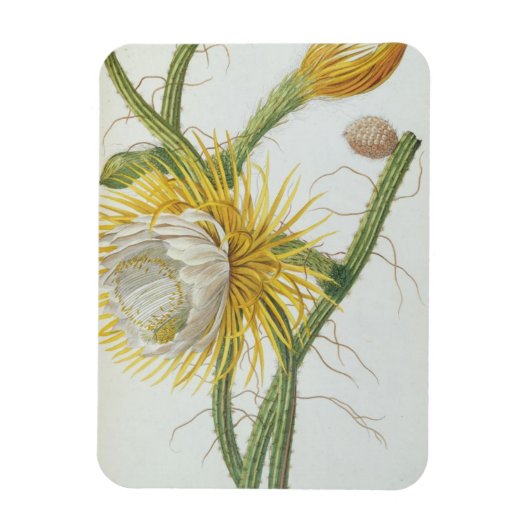 Cactus: Cereus, van Trew's 'Plantae Selectae' 175 Magneet (Verticaal)