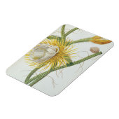 Cactus: Cereus, van Trew's 'Plantae Selectae' 175 Magneet (Linkerzijde)