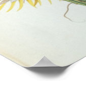 Cactus: Cereus, van Trew's 'Plantae Selectae' 175 Poster (Hoek)