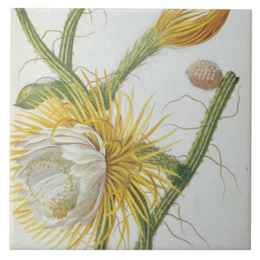 Cactus: Cereus, van Trew's 'Plantae Selectae' 175 Tegeltje (Voorkant)