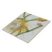 Cactus: Cereus, van Trew's 'Plantae Selectae' 175 Tegeltje (Zijkant)