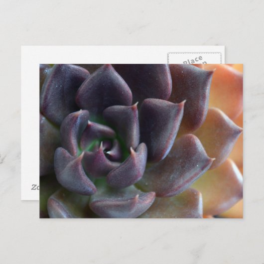 Cactus close-up briefkaart (Voorkant / Achterkant)