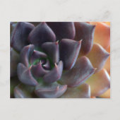 Cactus close-up briefkaart (Voorkant)