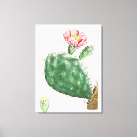 Cactus Cochenillifer, Antieke Illustratie, 1799 Canvas Afdruk (Voorkant)