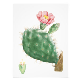 Cactus Cochenillifer, Antieke Illustratie, 1799  Foto Afdruk