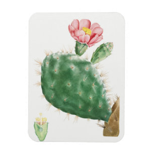 Cactus Cochenillifer, Antieke Illustratie, 1799 Magneet