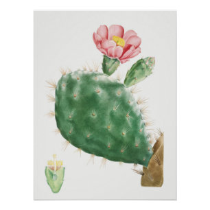 Cactus Cochenillifer, Antieke Illustratie, 1799 Perfect Poster