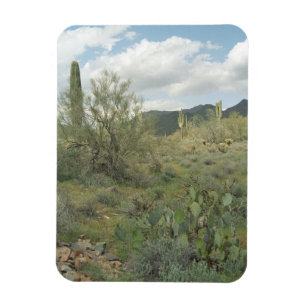 Cactus Coloring Decorative Desert Magnet Magneet