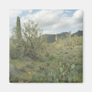 Cactus Coloring Desert Refkoelkast Magnet