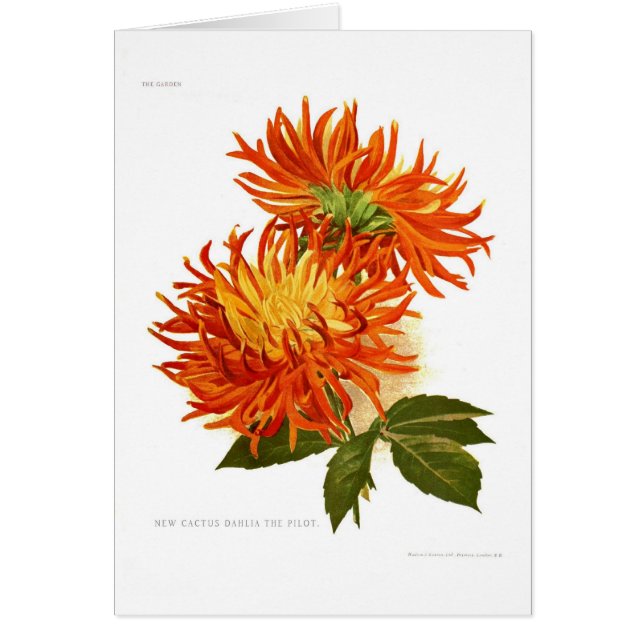 Cactus Dahlia (Voorkant)